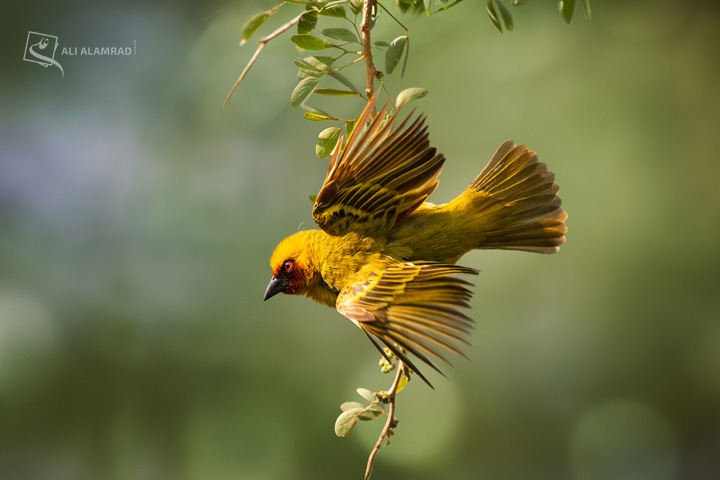 alaq-abuyaqeen-alialamrad-birds002