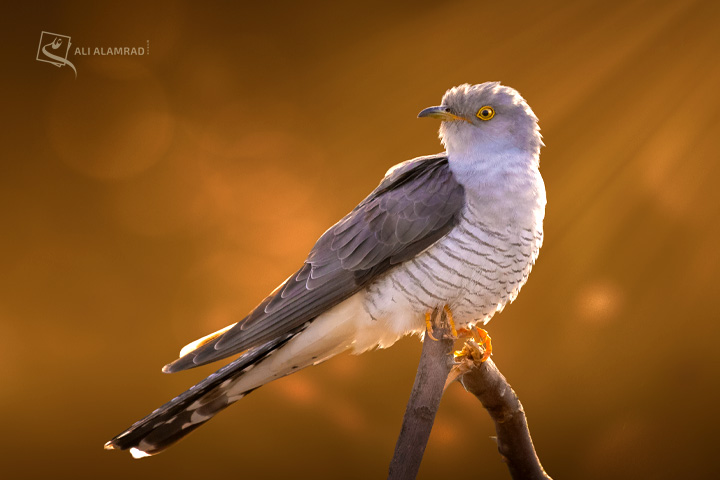 alaq-abuyaqeen-alialamrad-birds011