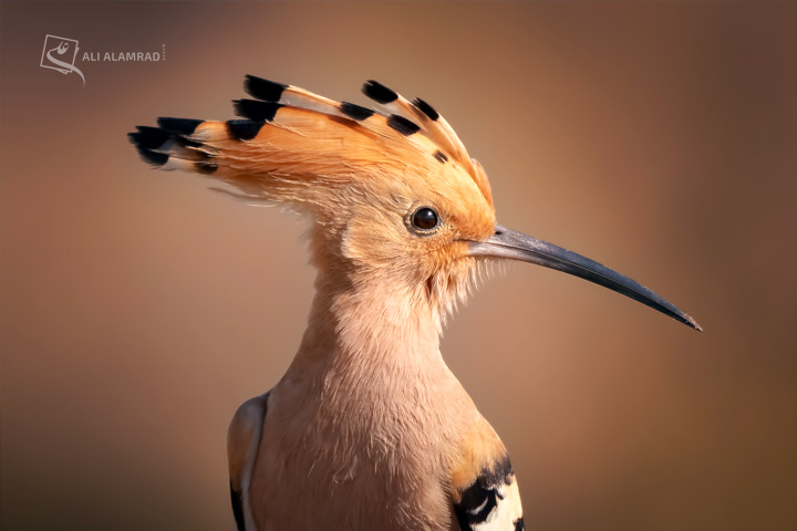 alaq-abuyaqeen-alialamrad-birds012