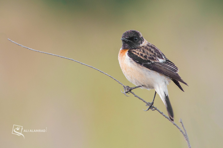 alaq-abuyaqeen-alialamrad-birds018