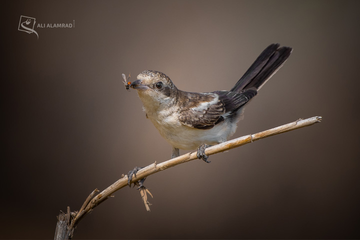 alaq-abuyaqeen-alialamrad-birds020