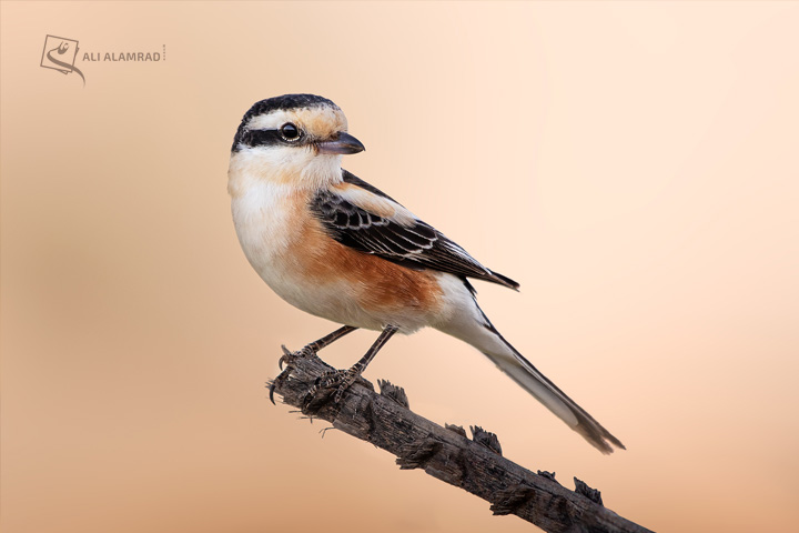 alaq-abuyaqeen-alialamrad-birds022