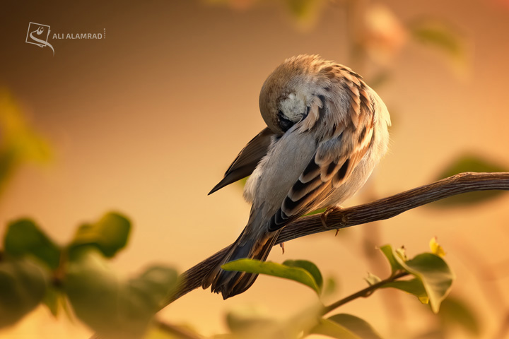 alaq-abuyaqeen-alialamrad-birds023-1