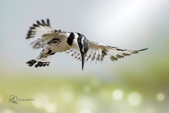 alaq-abuyaqeen-alialamrad-birds029