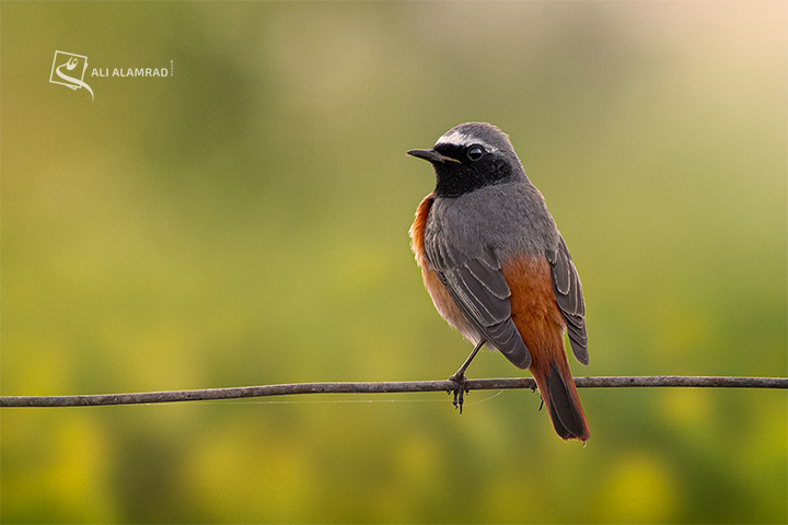 alaq-abuyaqeen-alialamrad-birds030